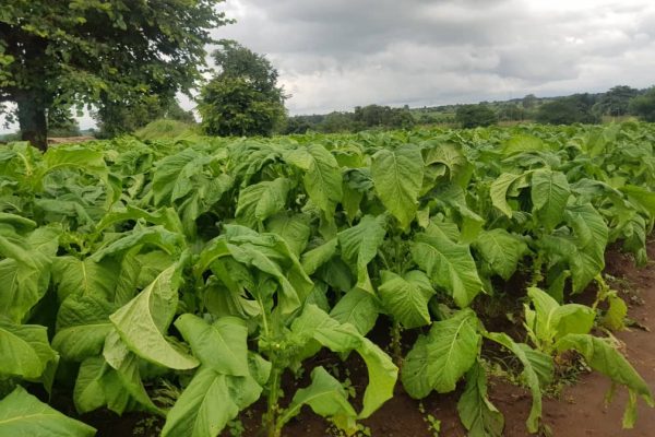 Tobacco sales period stretched!
